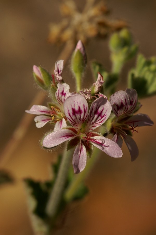 Pelargonium australe